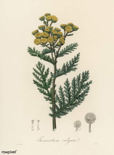 Пижма рисунок для детей