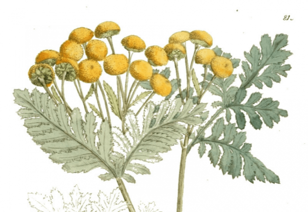 Тысячелистник обыкновенный стебель