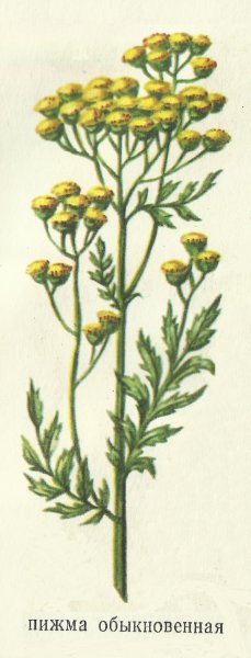 Полынь горькая соцветие