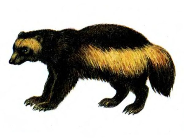 Росомаха животное