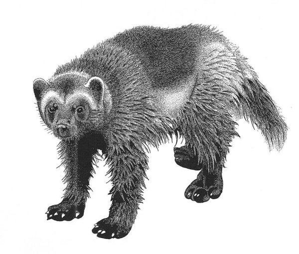 Росомаха животное черно белый