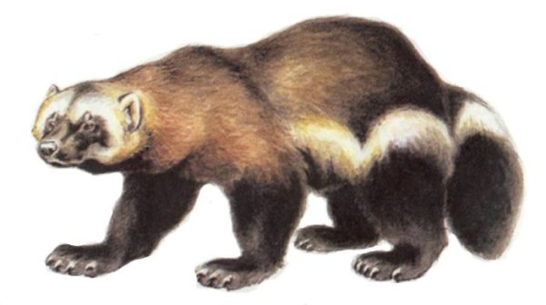 Росомаха для детей