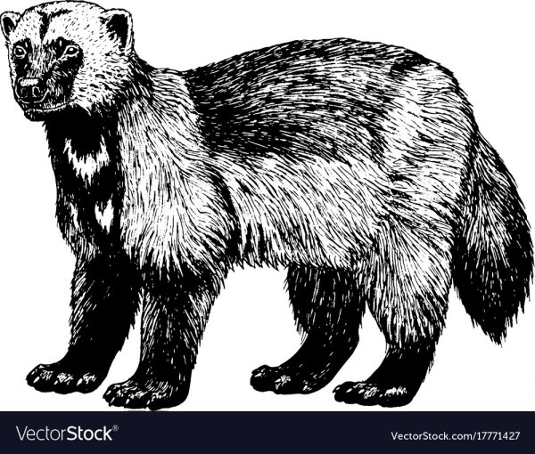 Раскраска Росомаха зверь
