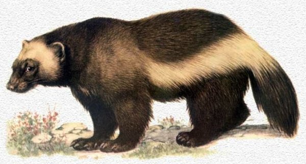 Росомаха животное для детей