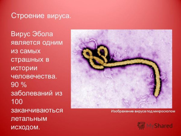 Вирус Эбола строение