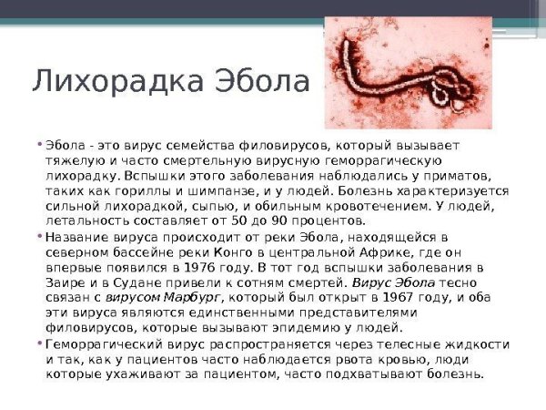 Вирус Эбола строение