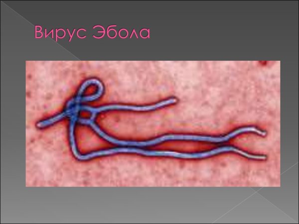 Вирус Эбола микробиология морфология