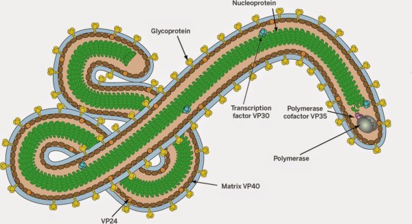 Вирус Эбола микробиология морфология