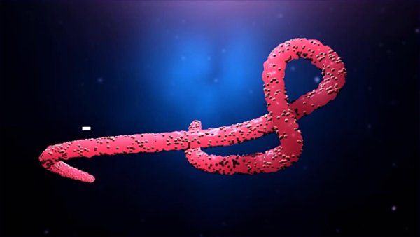 Бактерия лихорадки Эбола