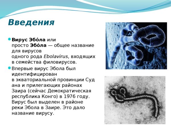 Вирус Эбола строение