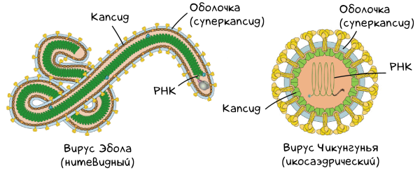 Строение вируса Марбурга