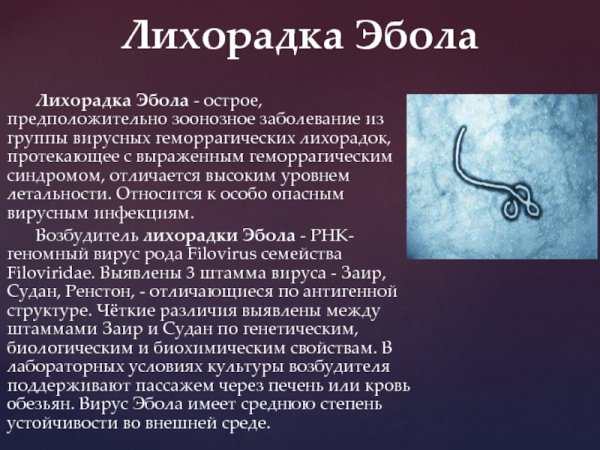 Вирус Эбола строение