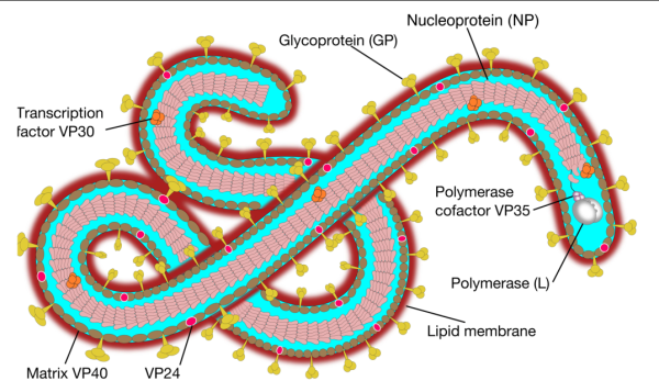 Лихорадка Эбола возбудитель