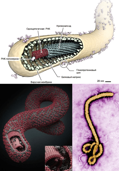 Вирус Эбола строение