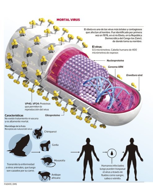 Вирус Эбола строение