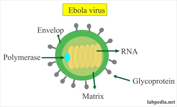 Вирус Эбола под микроскопом