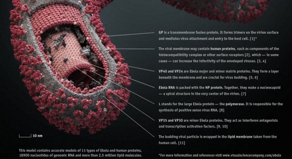 Вирус Эбола строение