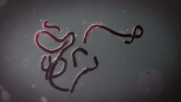 Вирус Эбола таксономия