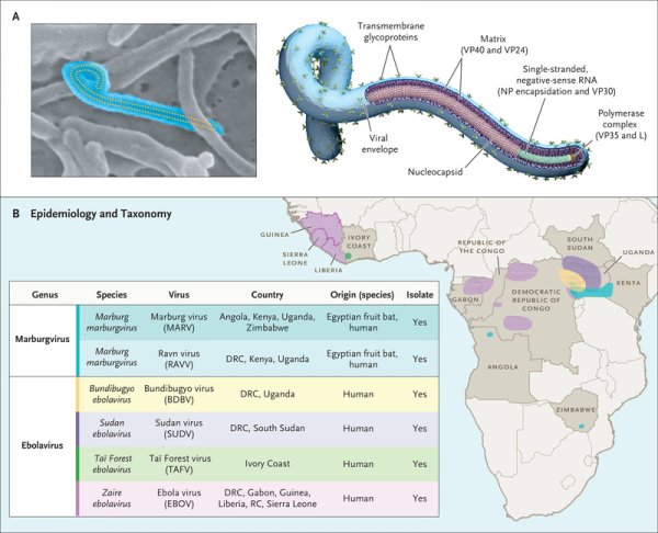 Вирус Эбола изображение