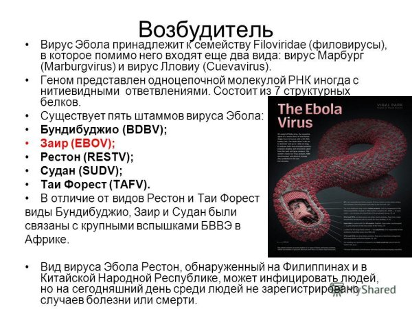 Вирус Эбола строение