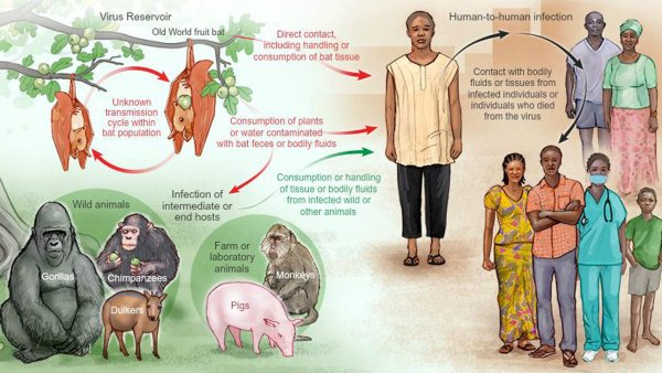 Вирусные геморрагические лихорадки Эбола