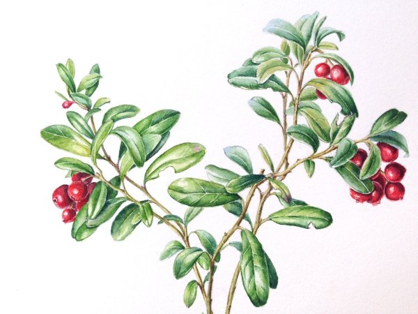 Брусника обыкновенная Фармакогнозия