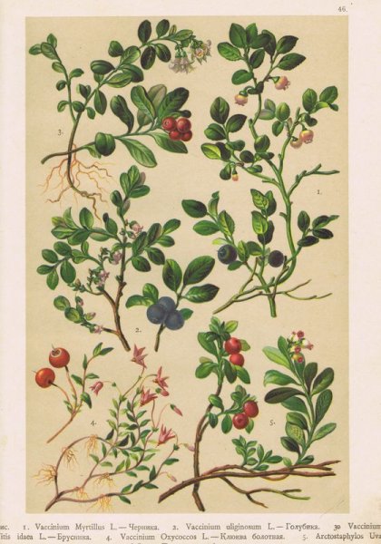 Брусника обыкновенная Фармакогнозия