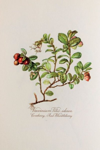 Брусника обыкновенная Фармакогнозия