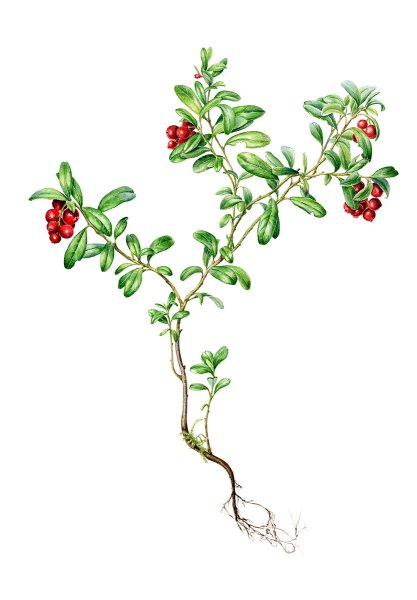 Листья толокнянки обыкновенной