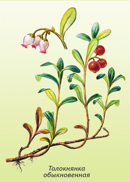 Брусника обыкновенная Фармакогнозия