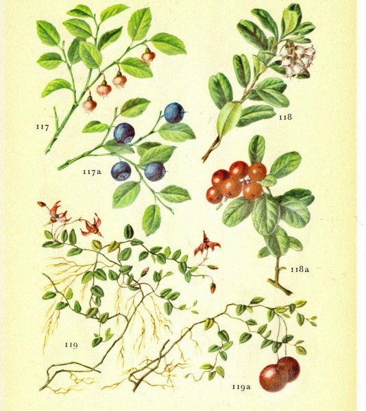 Край листа брусники