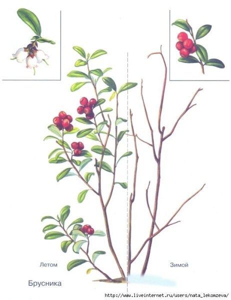 Клюква Болотная гербарий