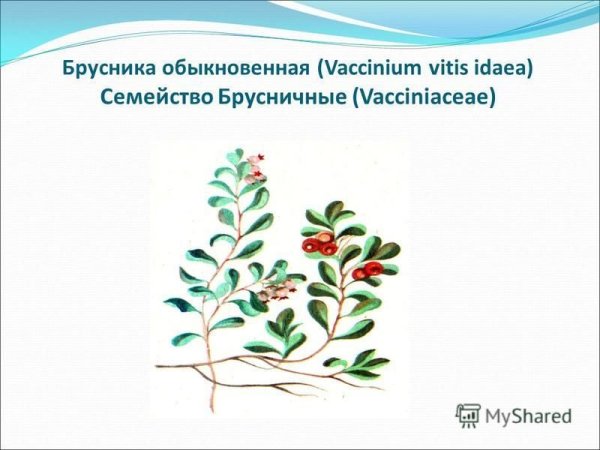 Листья толокнянки обыкновенной