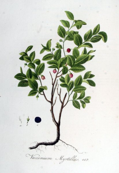 Листья брусники Фармакогнозия