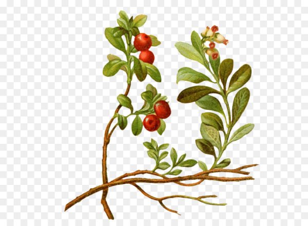 Брусника обыкновенная ЛРС