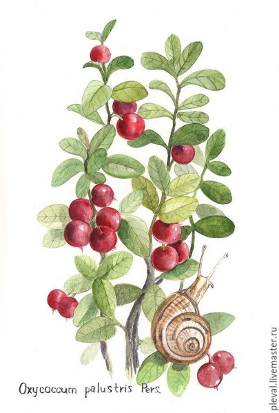 Черника обыкновенная ГФ