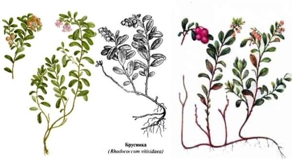 Брусника обыкновенная Ботаническое описание