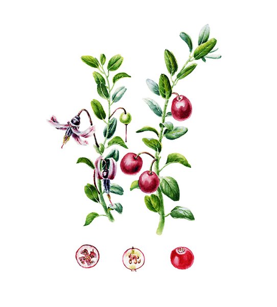 Толокнянка обыкновенная примеси