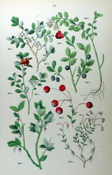 Брусника обыкновенная ботаника