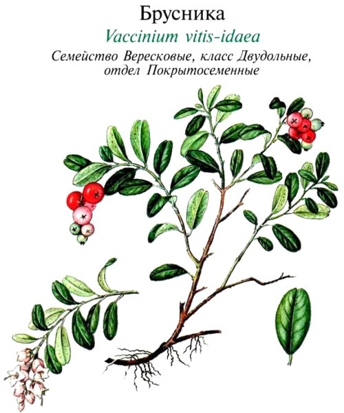 Брусника обыкновенная Фармакогнозия
