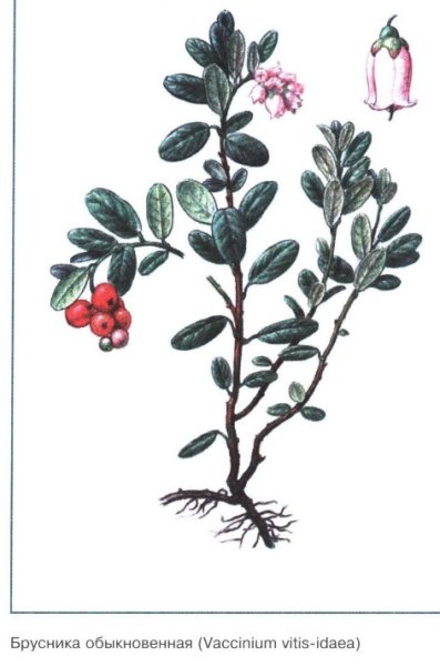 Клюква Болотная гербарий