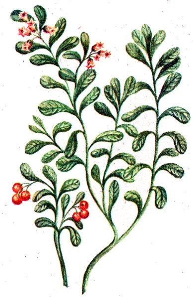 Толокнянка обыкновенная Медвежье ушко