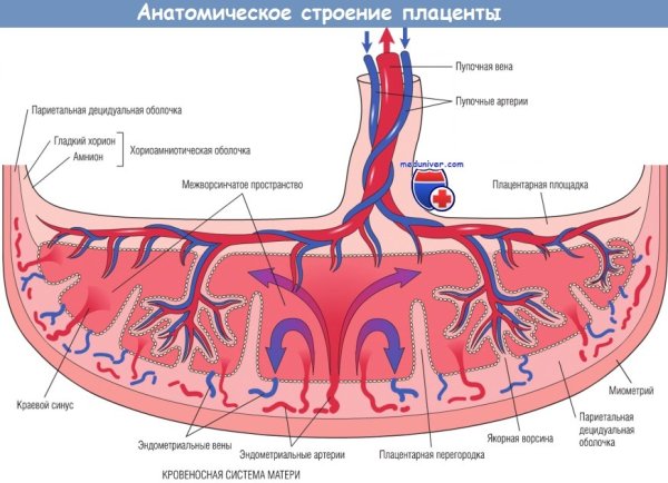 Строение плаценты Акушерство