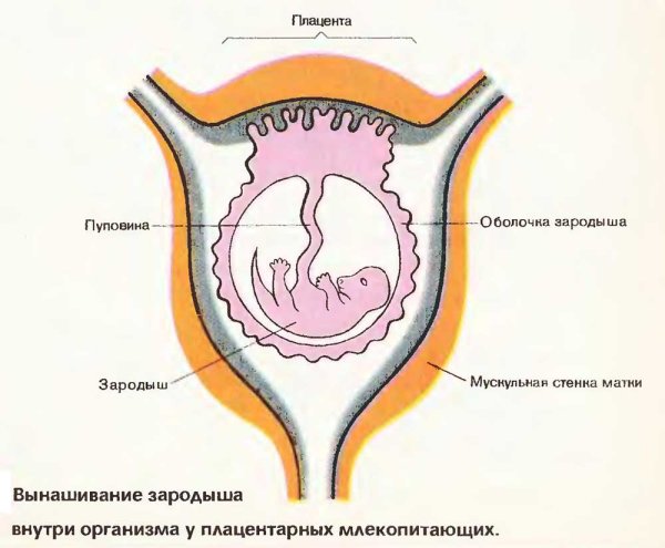 Строение матки плацентарных