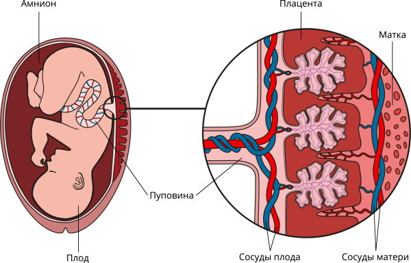 Система мать плацента плод гистология