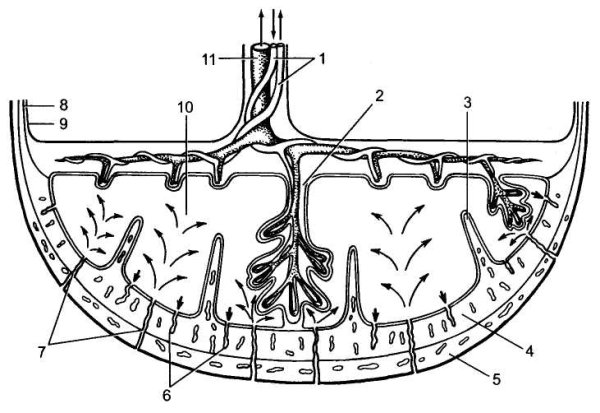 Эмбрион плацента пуповина