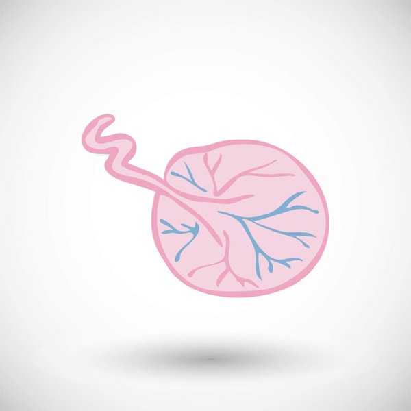 Плацента пуповина и плод