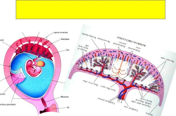 Плацентарный диск амнион