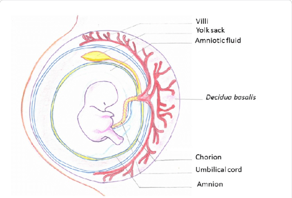 Пупочный канатик функции