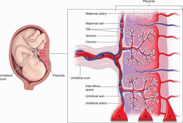 Плацента и пуповина анатомия